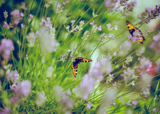 Flowers and butterflies