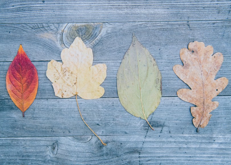 Four different leaves on a wooden background