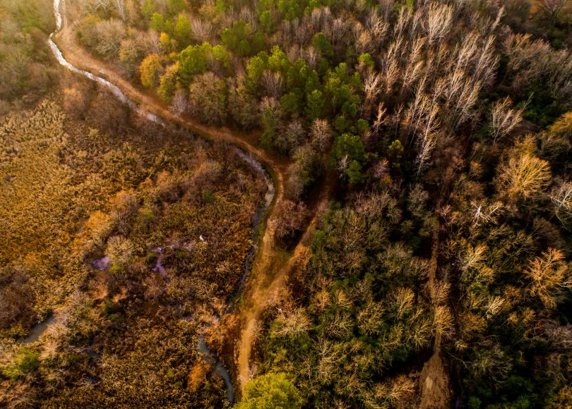 Aerial view of trees, brown and green colors.